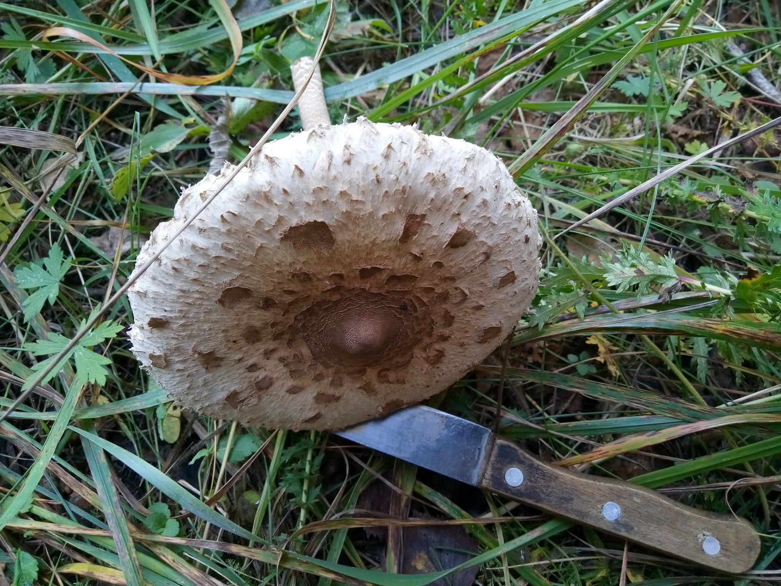 Tropical umbrella visiting the Urals - Mushrooms, Miracle Mushrooms, Poisonous mushrooms, Tropics, Longpost