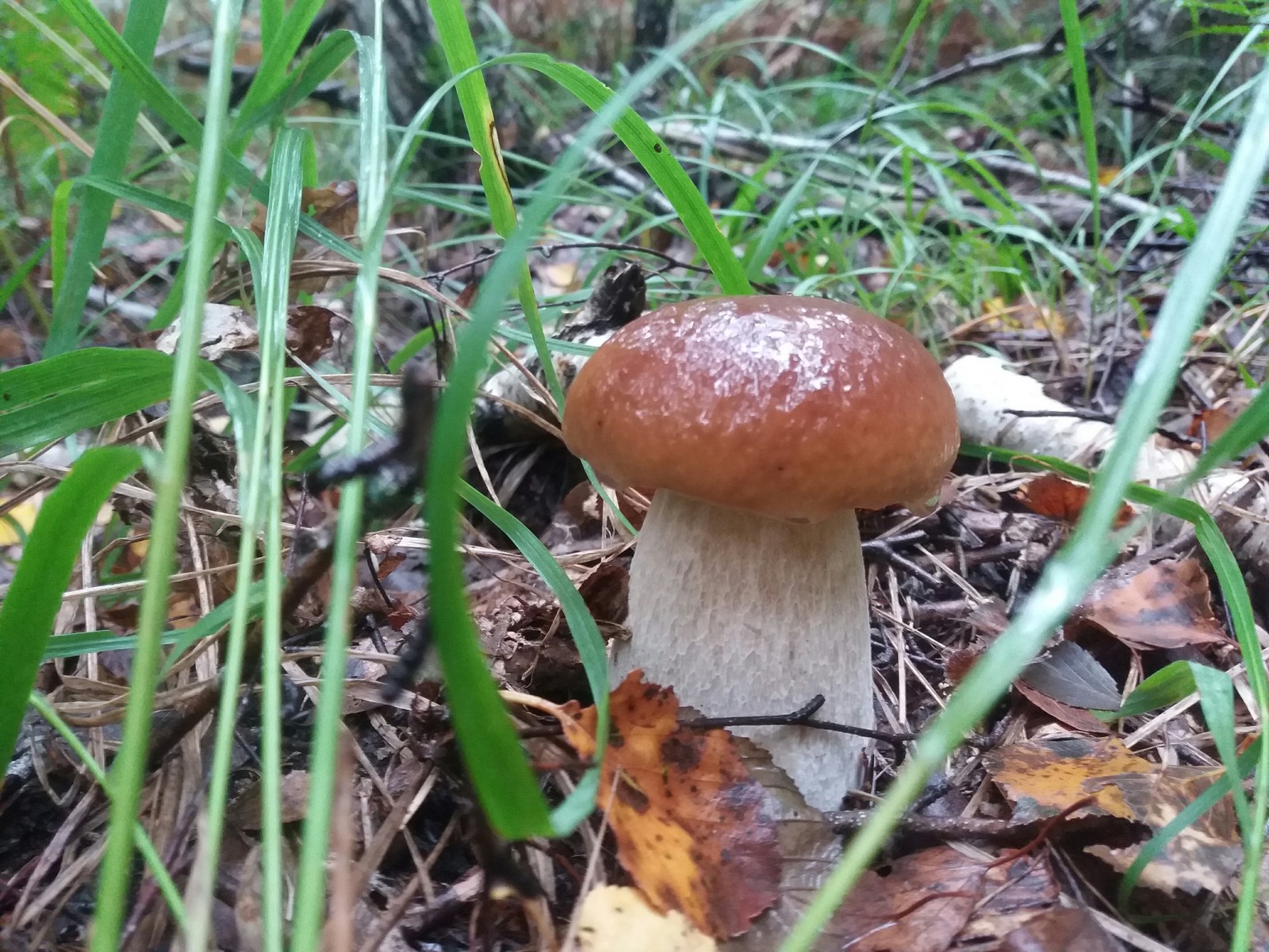 Mushrooms - My, Mushrooms, Forest, Porcini, Longpost