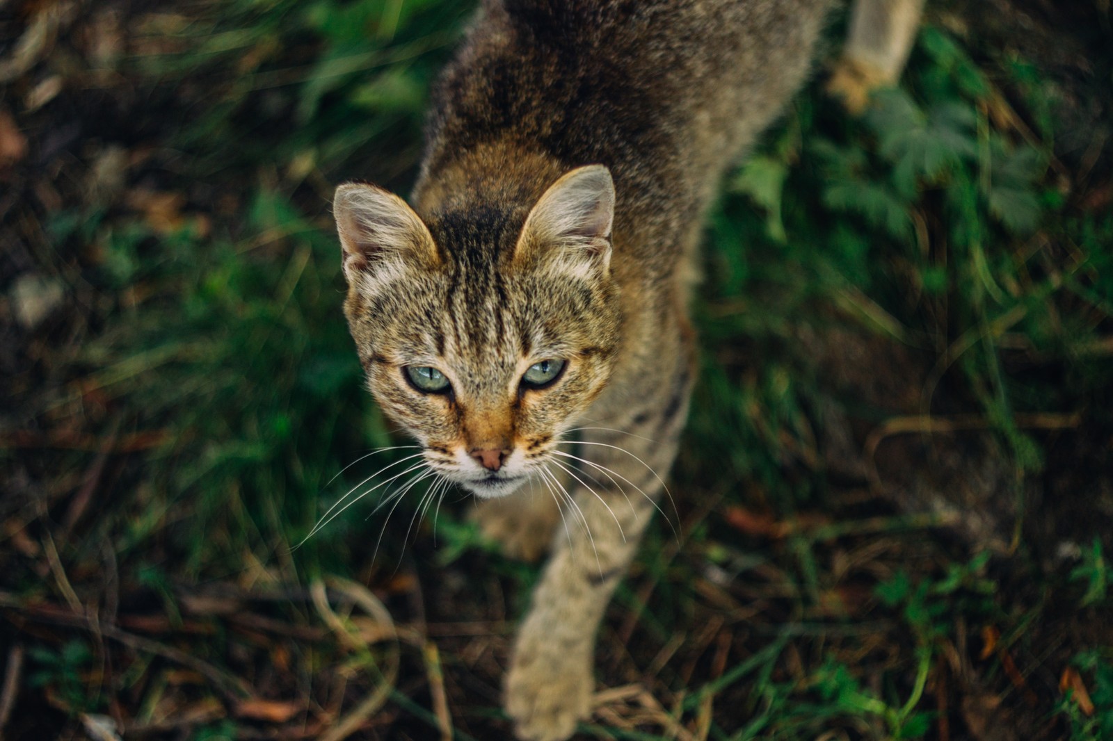 Деревенский кот. Снято на Nikon d3100 Гелиос 81Н 50/2 ISO 100 - Моё, Фотография, Кот