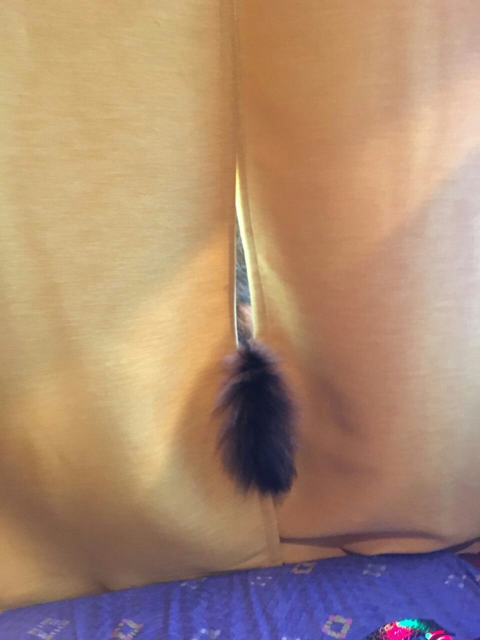 The tail of a cat, not what you thought - My, cat, Tail, The photo