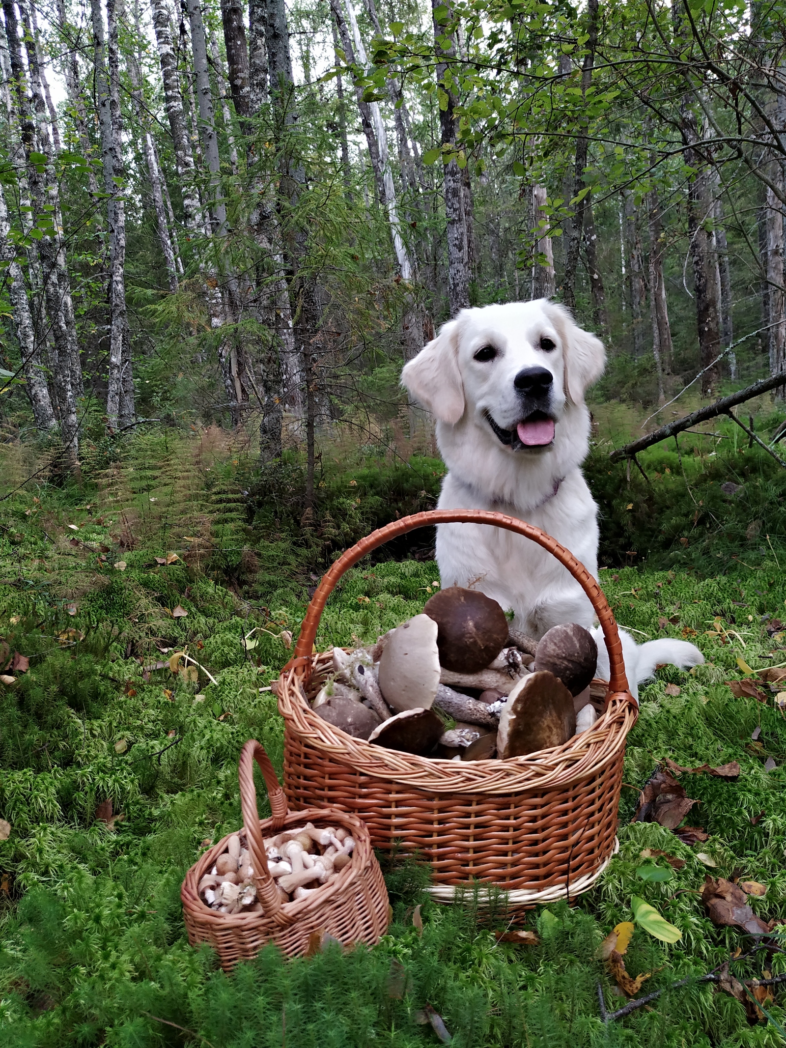 Here, that one ... Gribochkov was brought in. - My, Dog, Mushrooms, Forest, Longpost