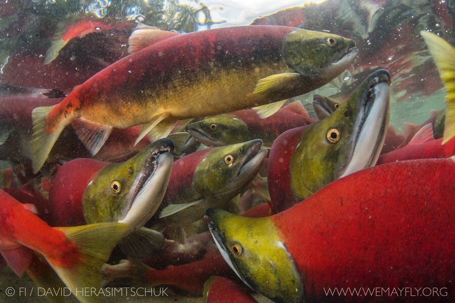 salmon migration - Salmon, A fish