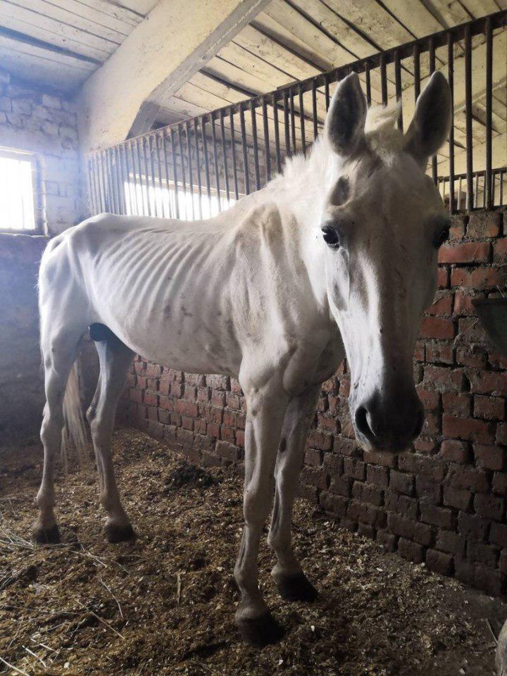 In the Saratov cavalry regiment, horses are being starved to death?! - Saratov, , Horses, Longpost, Negative