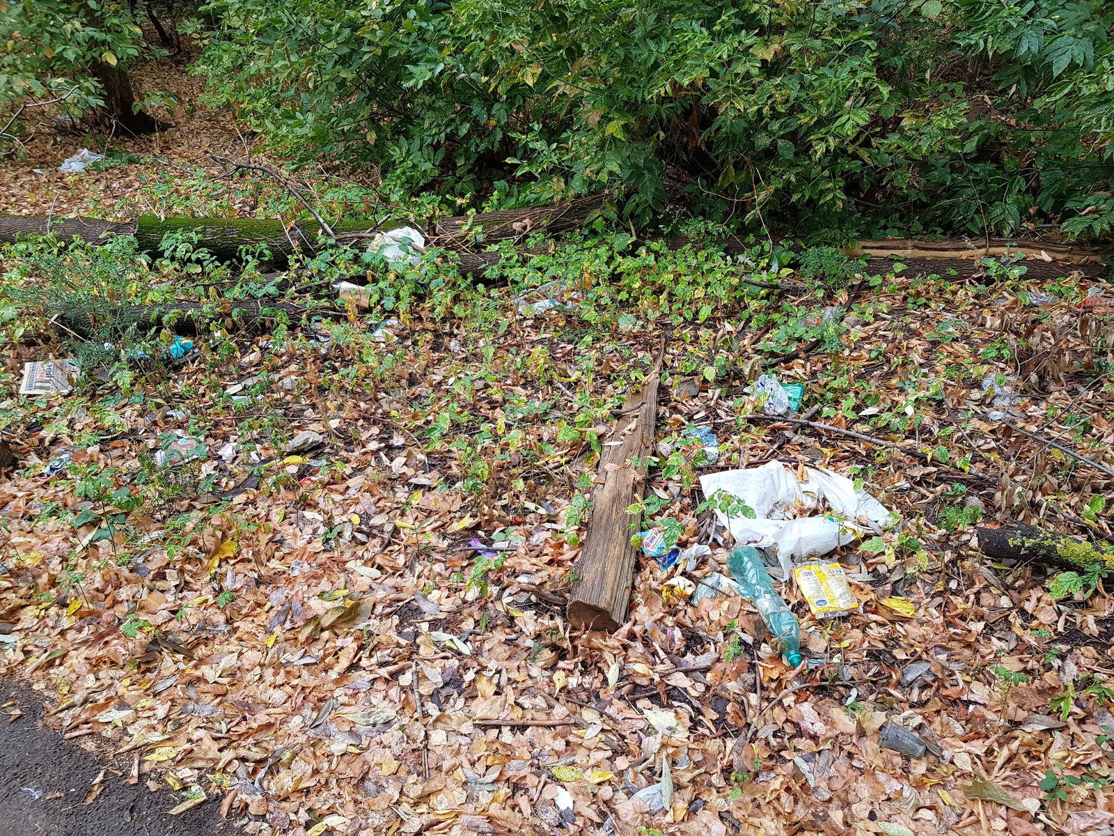 Pushkino near Moscow is buried in garbage - My, Garbage, Подмосковье, Pushkino, Problem, Disgusting, Inaction of the authorities, Trash heap, Longpost