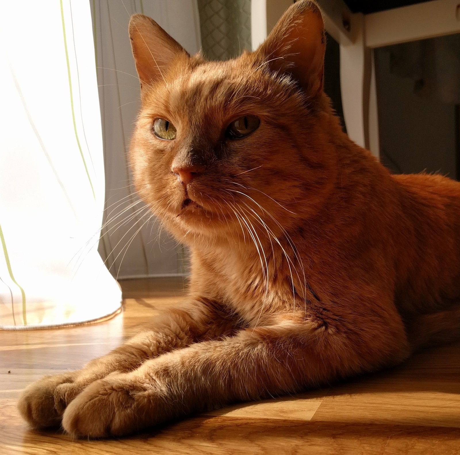 Beloved Tyson is no more... - cat, Longpost, Negative, Death, Pets