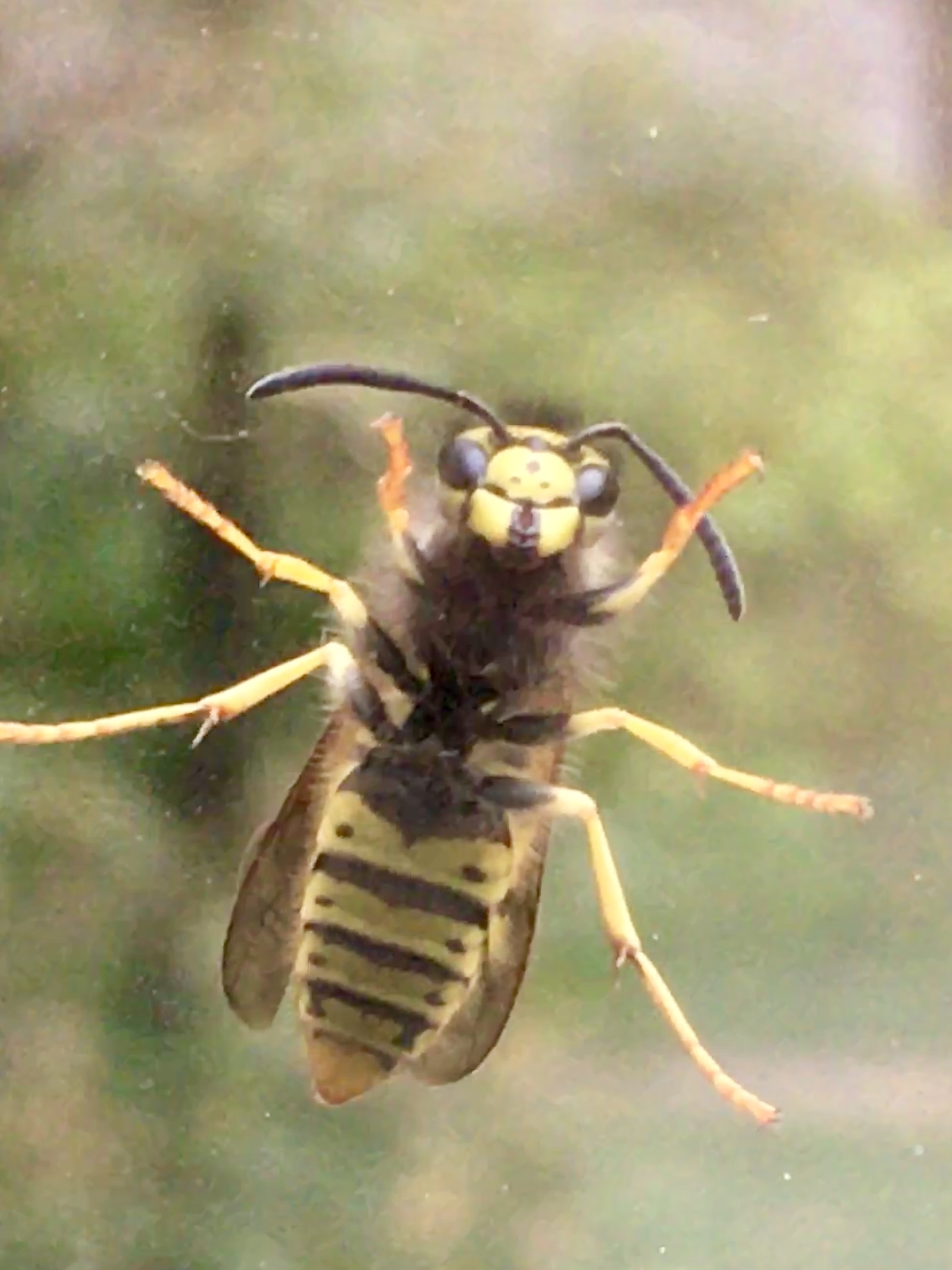 My fear number 1 - My, Wasp, Horror, Fear, Run away, Longpost