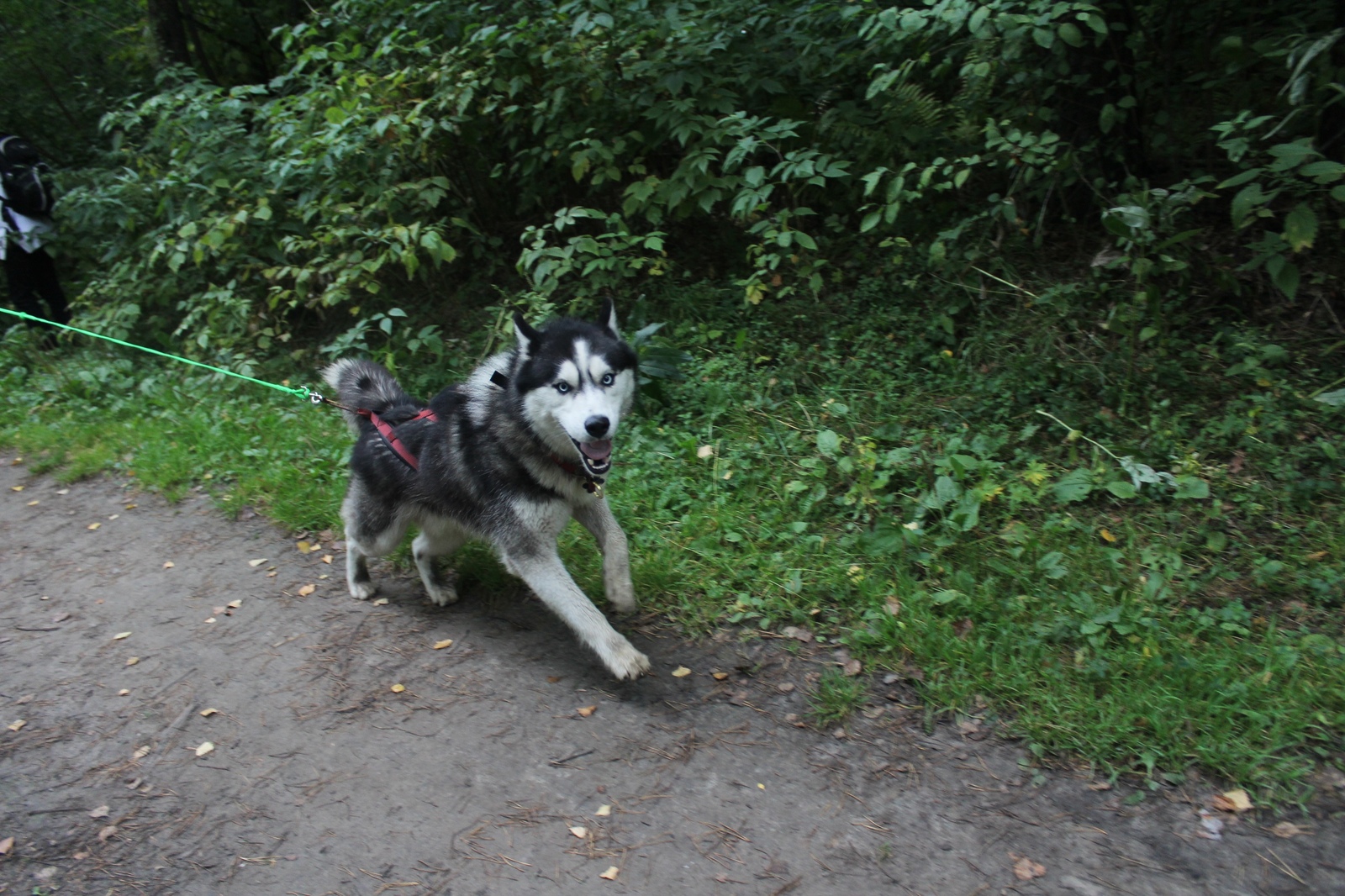 Shaggy cross - Dog, , , Tomsk, , Longpost