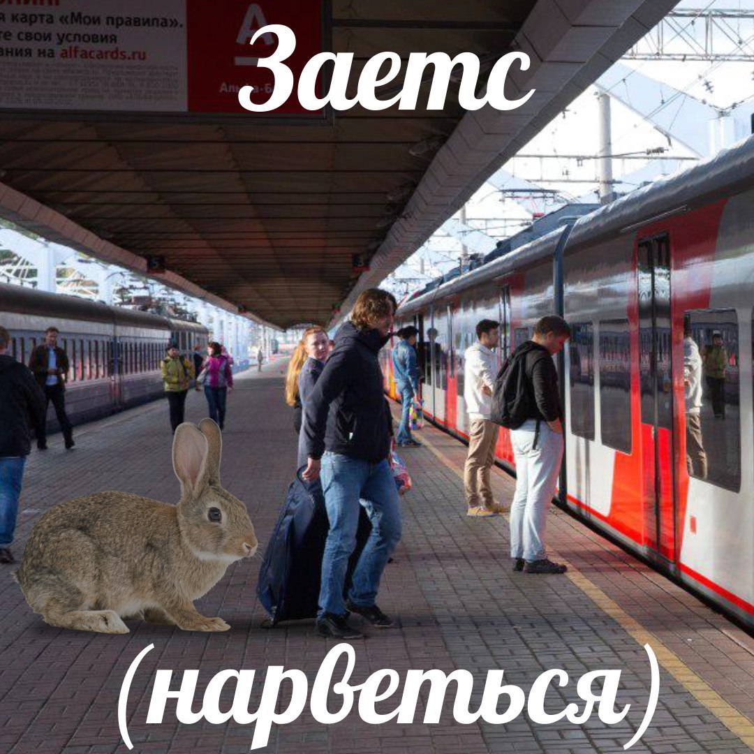 Free rider season is open - My, A train, Train, Hare, Russian Railways, Memes, Railway, Stowaways