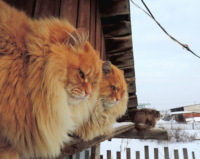 The beauty of Siberian cats - cat, Siberia, Longpost