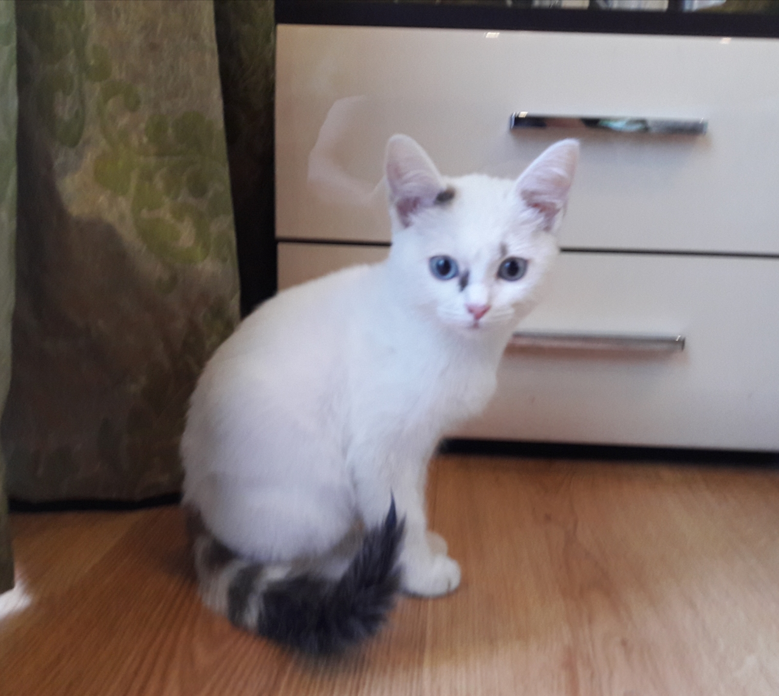 The kitten is looking for its human. Almaty - My, cat, In good hands, Kazakhstan, Almaty, No rating, Longpost