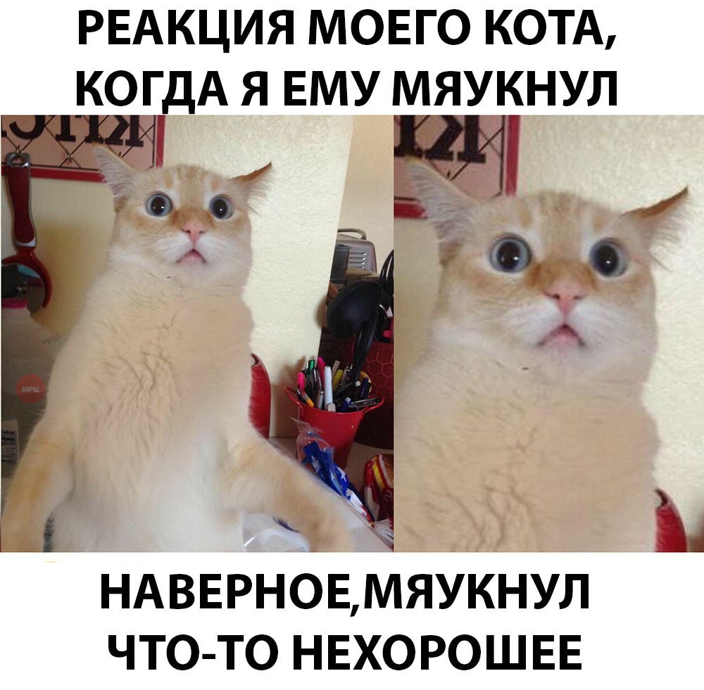 Разговоры с котом - Из сети, Котомафия, Разговоры с котом, Кот