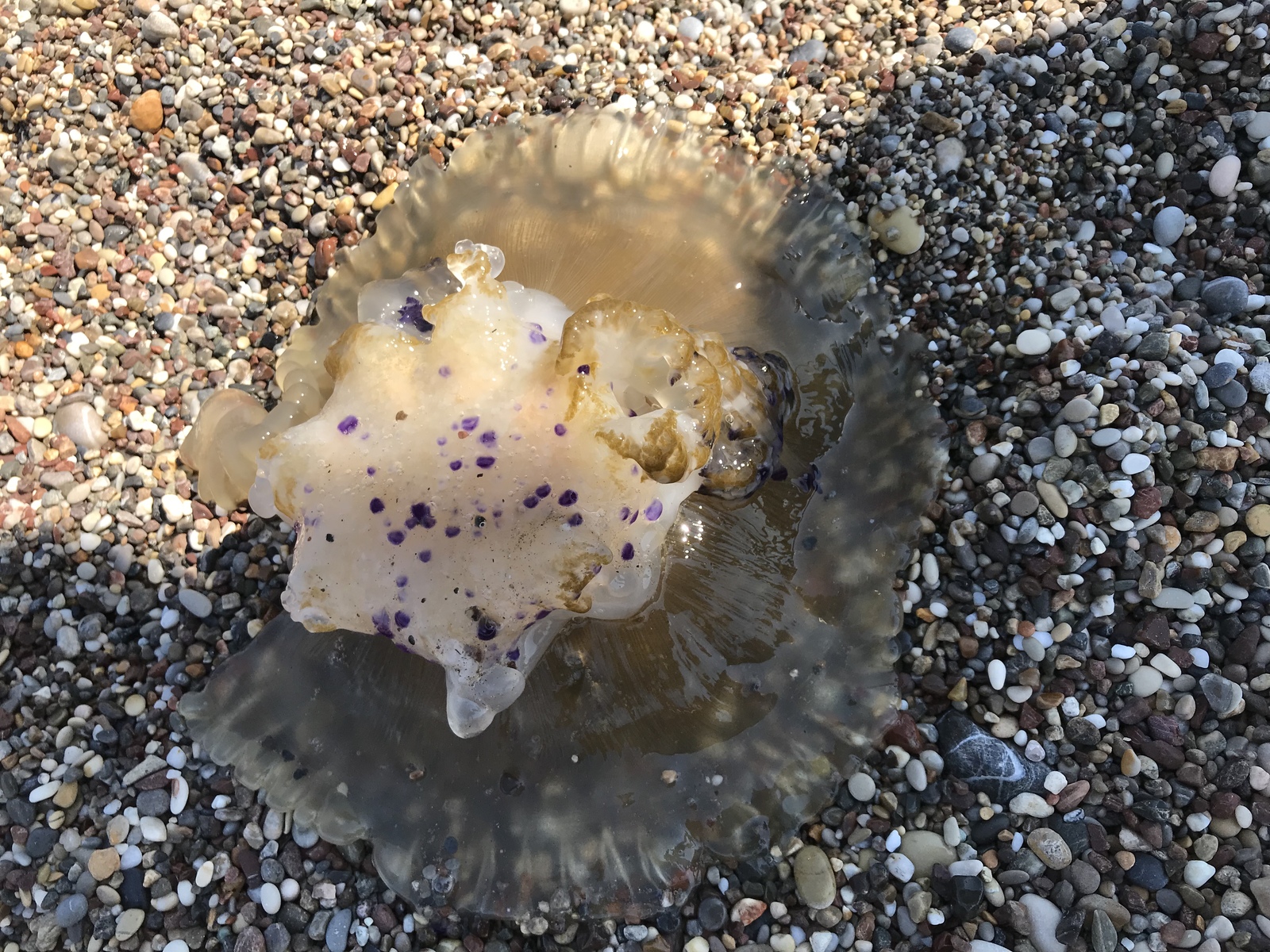 jellyfish kotilorhiza - My, Jellyfish, Travels, Greece, Ionian Sea, Longpost