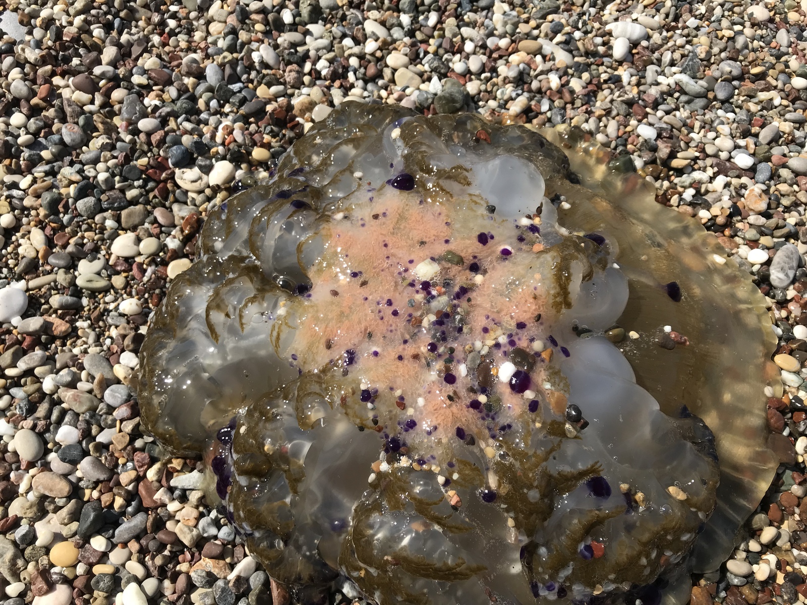 jellyfish kotilorhiza - My, Jellyfish, Travels, Greece, Ionian Sea, Longpost