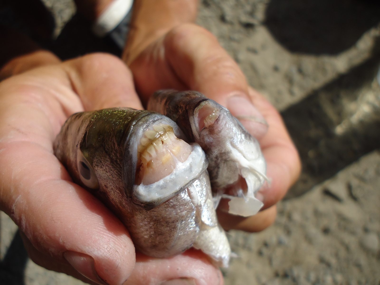 Watch your fingers 2 in the Black Sea - My, A fish, , , Teeth, Fingers, Longpost