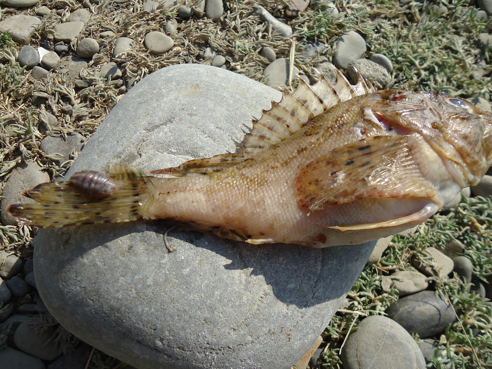 Alien 2 in the Black Sea - My, Stranger, A fish, Black Sea, Parasites, Monster, Longpost