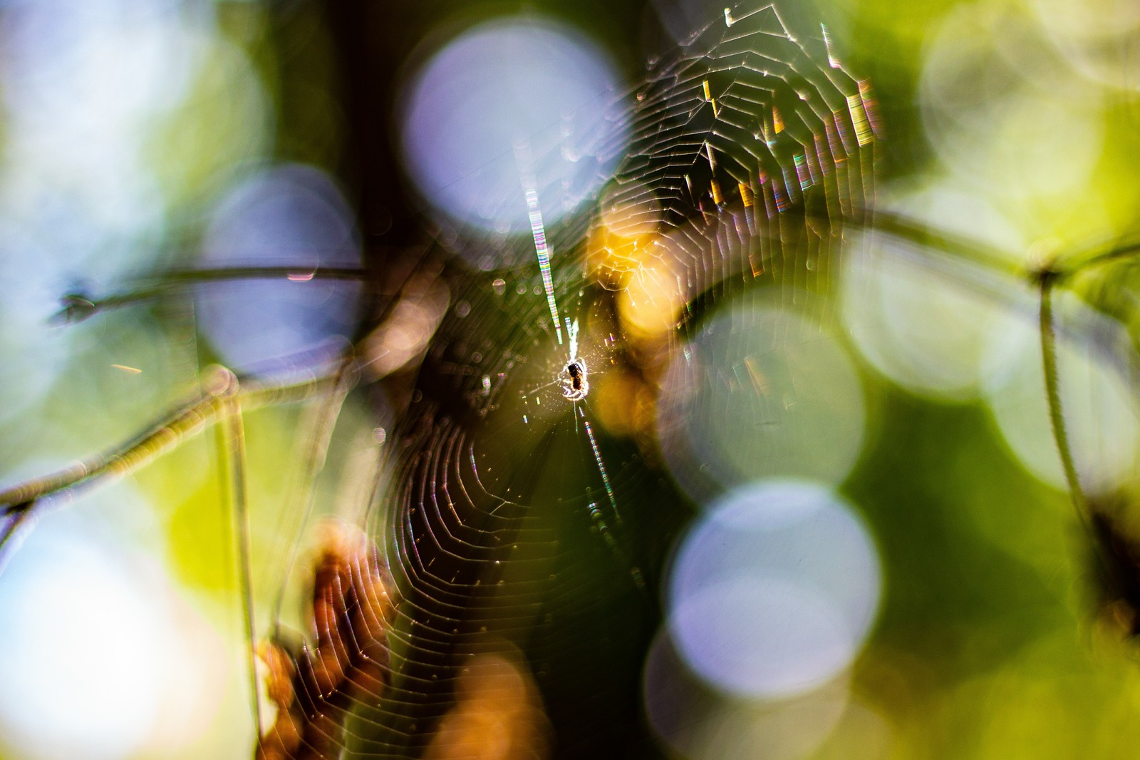 forest hunter - My, Spider, Forest, Web, Bokeh, Beginning photographer