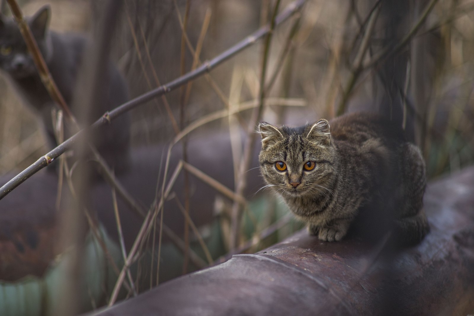 Я слышал, на пикабу любят котиков - Моё, Кот, Фотография, Животные, Длиннопост