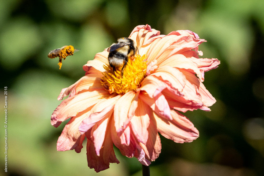 Bee and Bumblebee. Battle of Dahlia - My, Macro, Bees, Bumblebee, Longpost, Macro photography