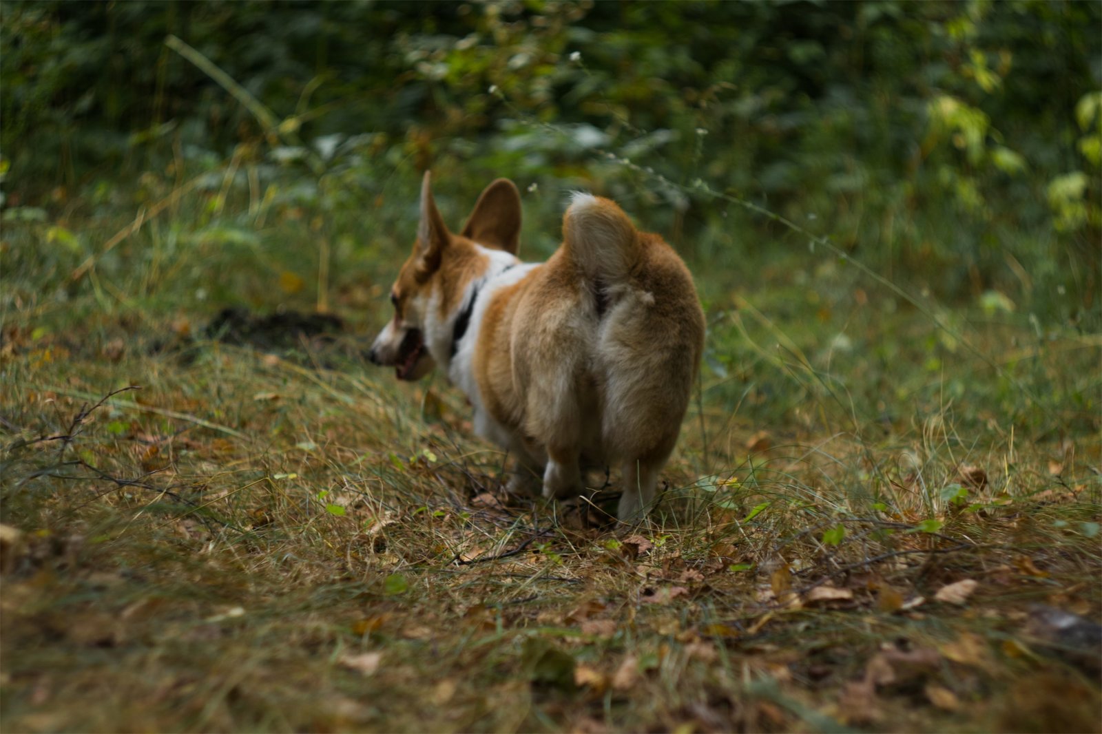 Corgi on Fridays, the last day of summer - My, The photo, Dog, Corgi, Longpost