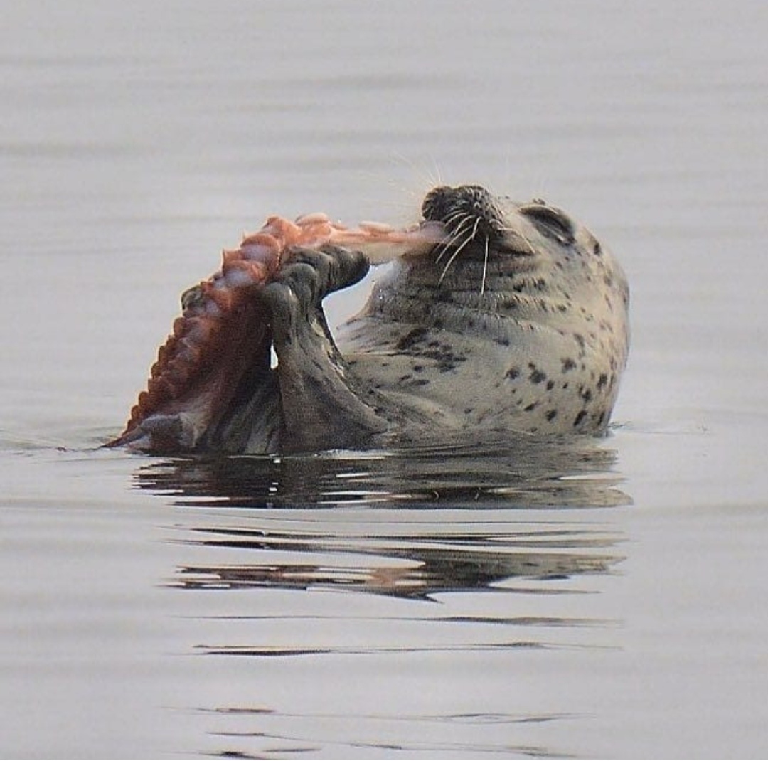 A feast for the whole world - Seal, Seal, Is eating