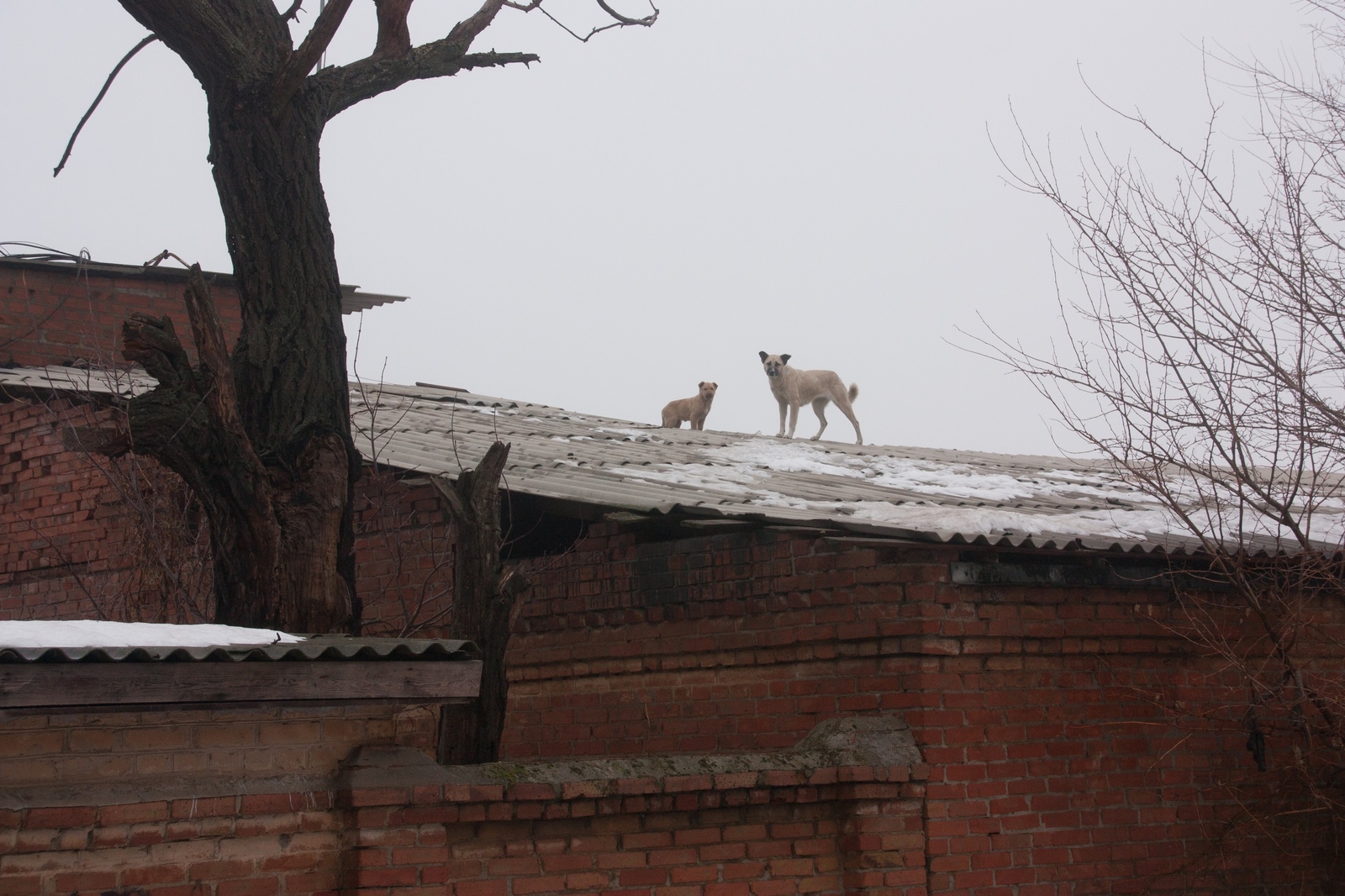 Nothing unusual, just dogs guarding from the roof - My, My, Dog, Roof, Security