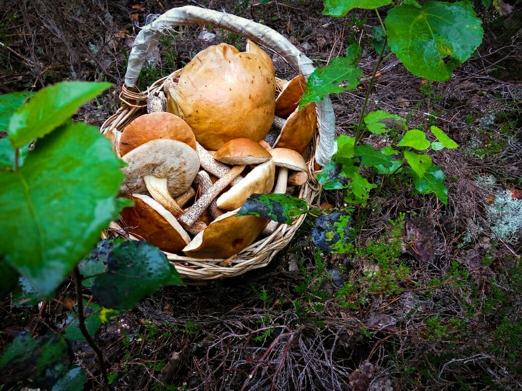 I grew up! - Mushrooms, Forest, Mushroom season, Longpost