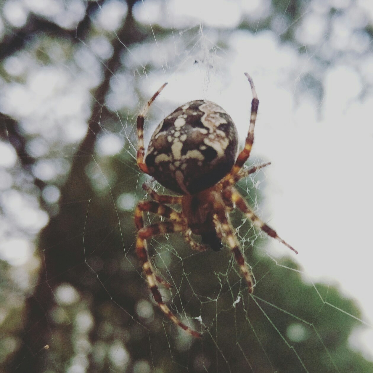 Spider spider - My, The photo, Spider, , Spider-Cross