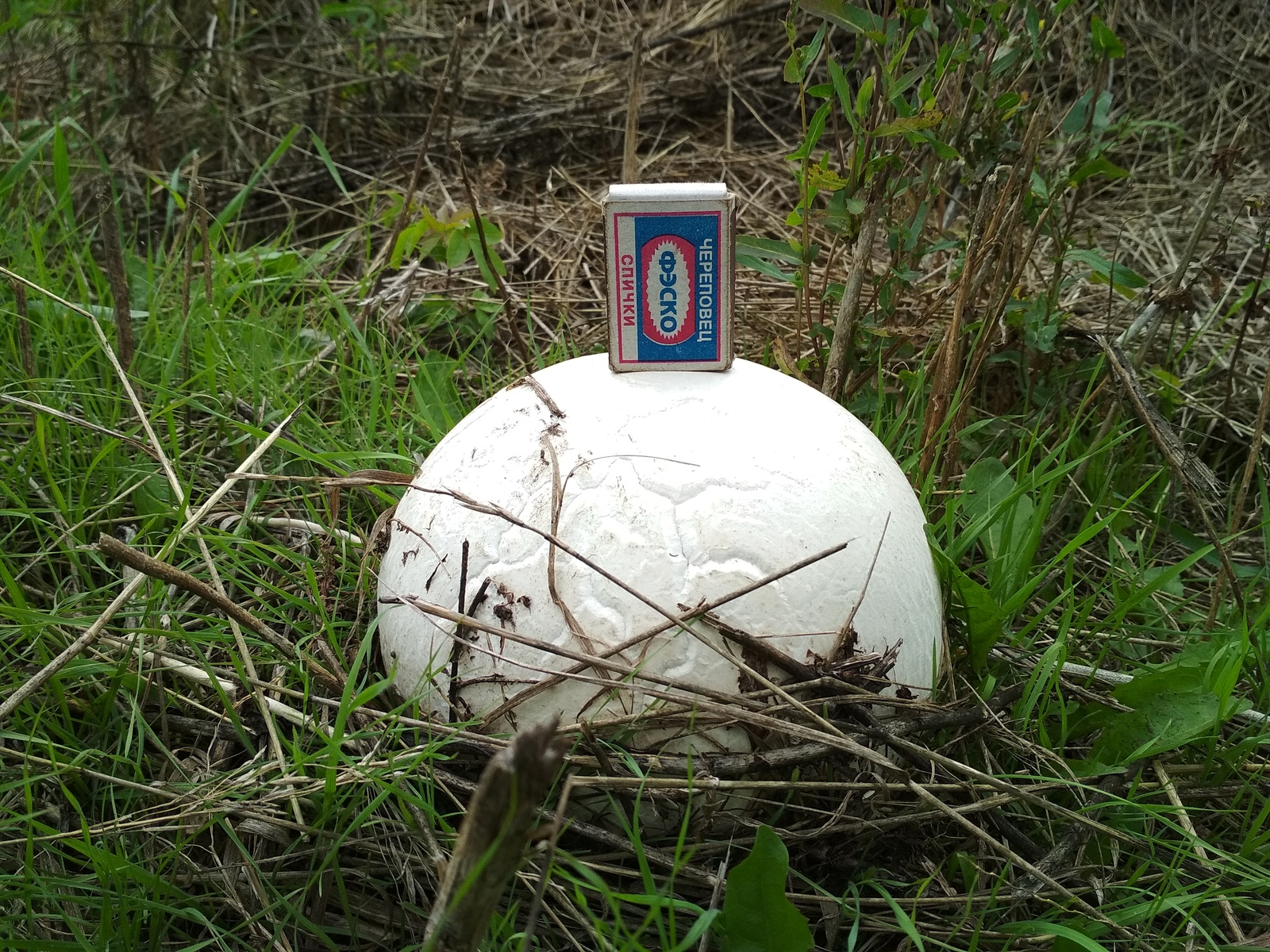 King of Champignons. - My, The photo, Mushrooms, Find, Champignon