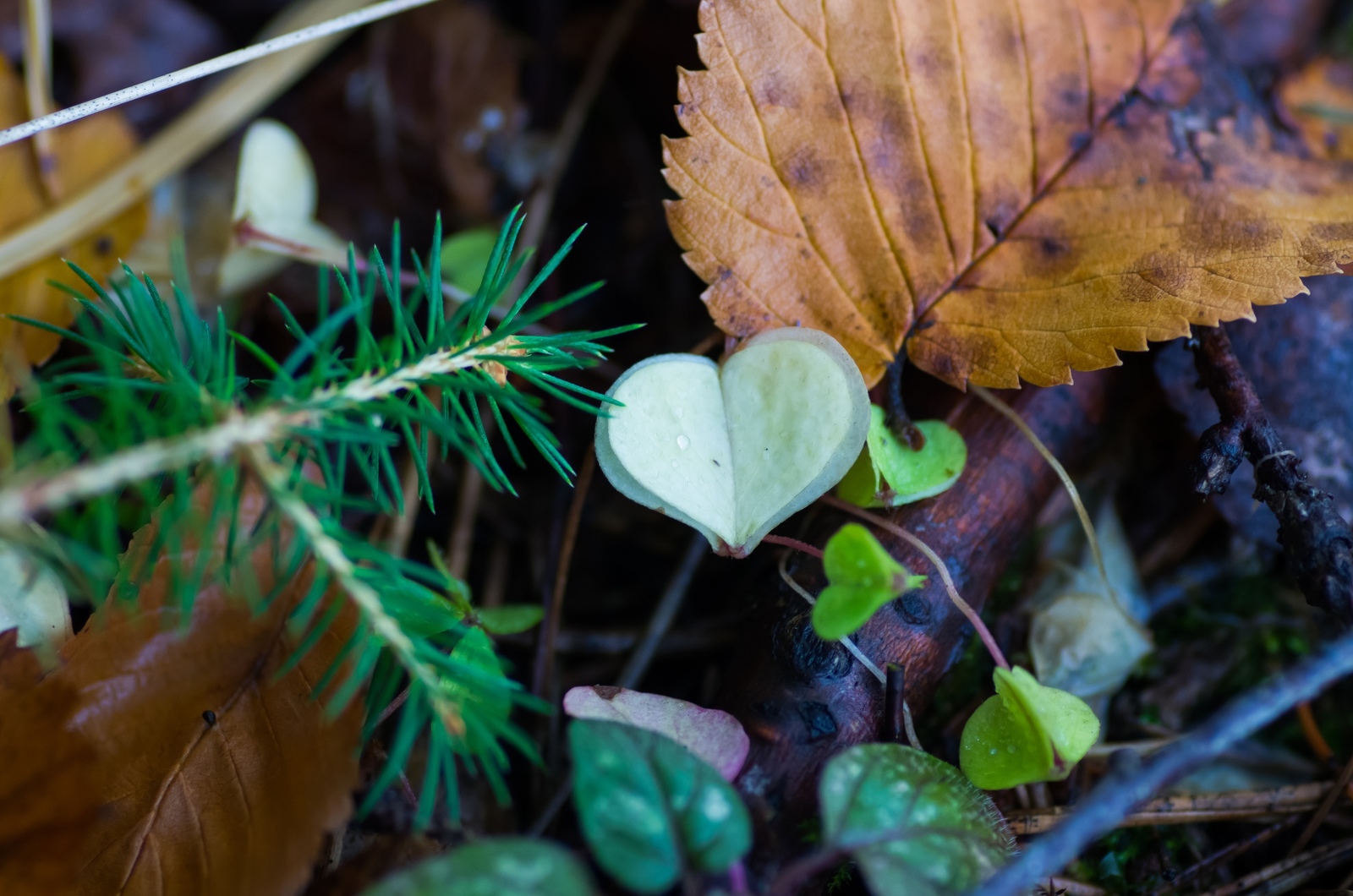 Here comes autumn - My, Pentax, Tamron, , Autumn