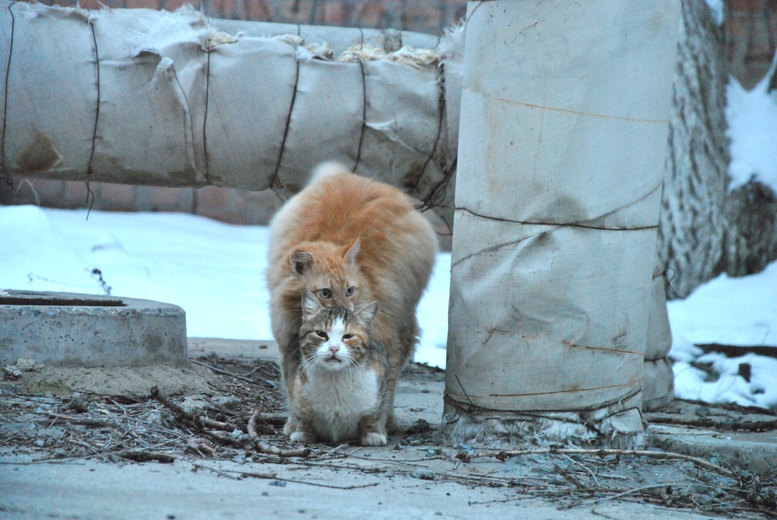 Double-decker cat) or fluffy love) - NSFW, My, cat, Love, The winter is coming, Old photo, Dream, Emotions, Longpost