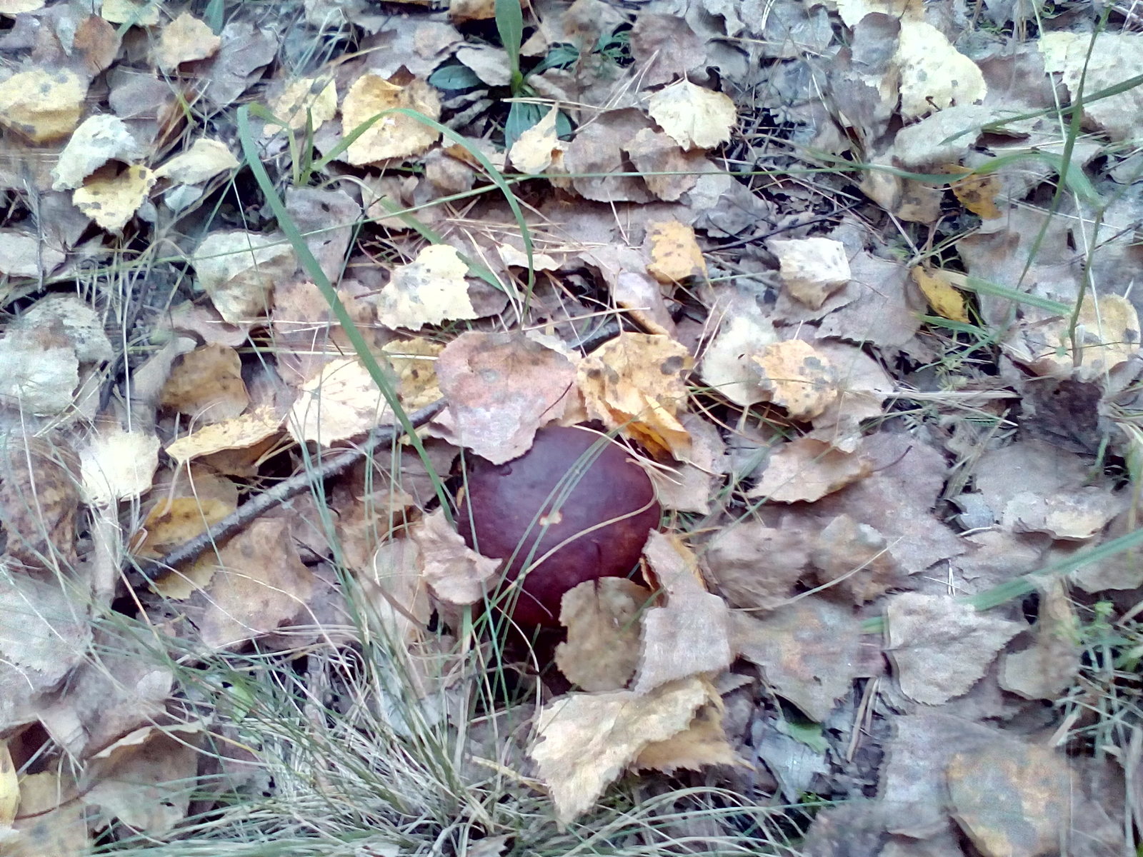 Found handsome men - My, Mushrooms, Porcini, Borovik, Forest, Longpost