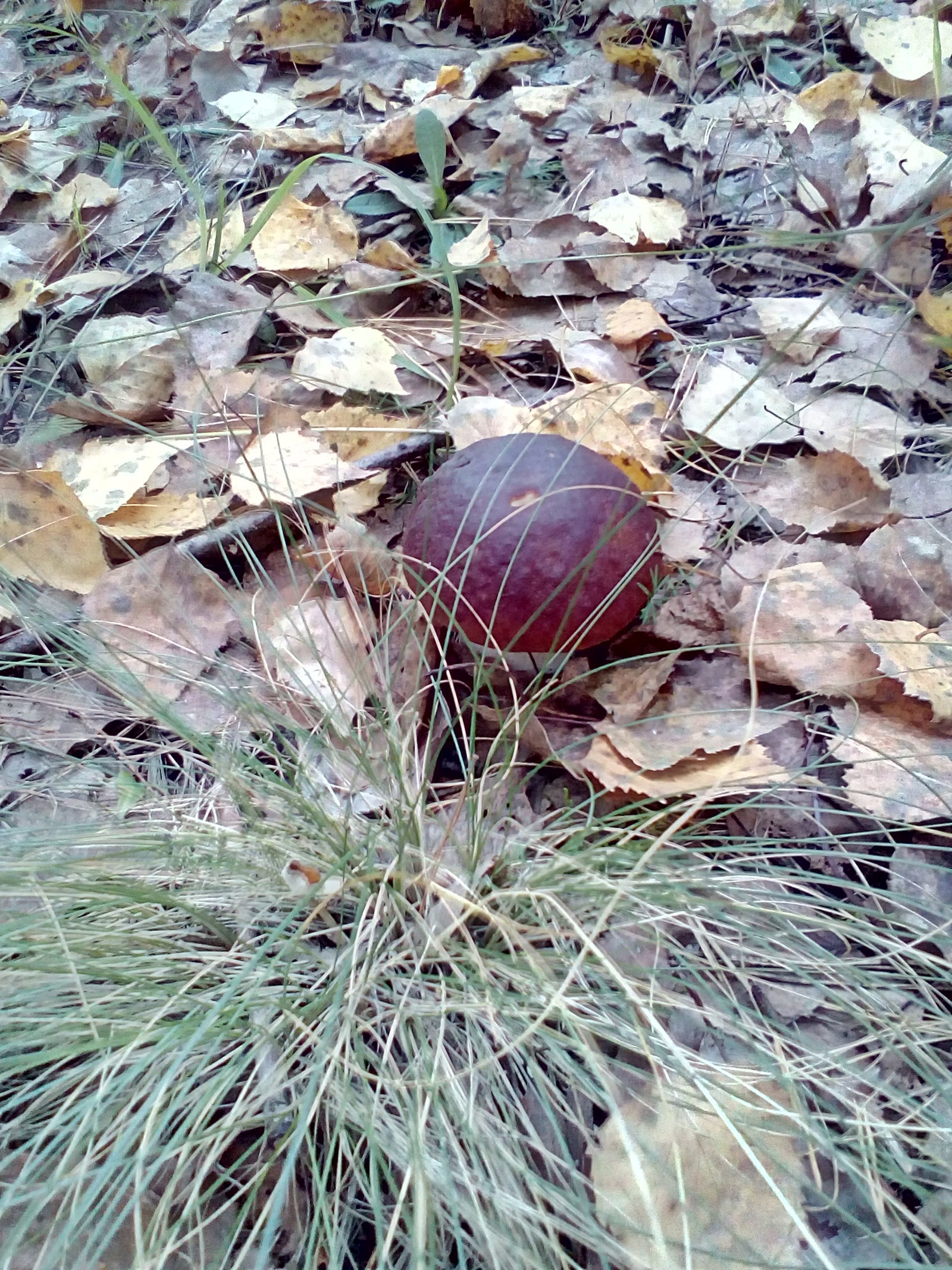 Found handsome men - My, Mushrooms, Porcini, Borovik, Forest, Longpost