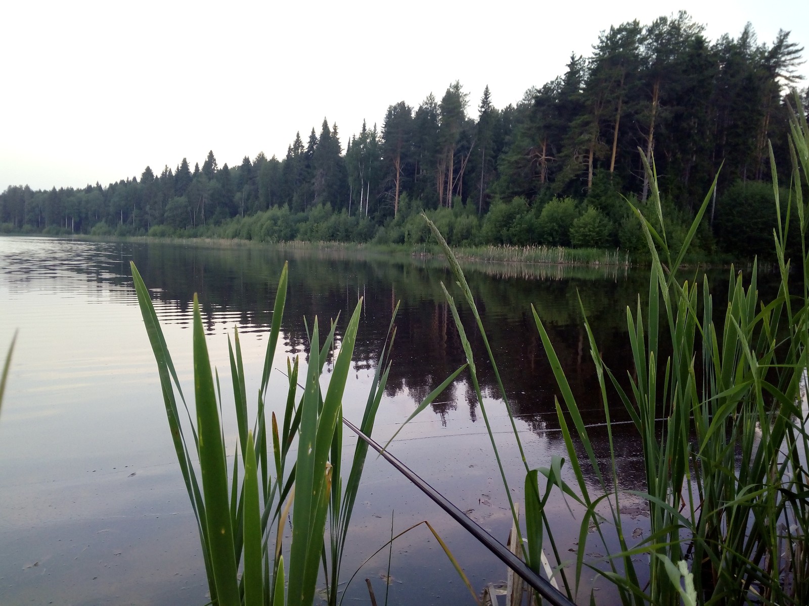 Утренняя рыбалка. - Моё, Рыбалка, Утро, Пруд, Отдых, Длиннопост