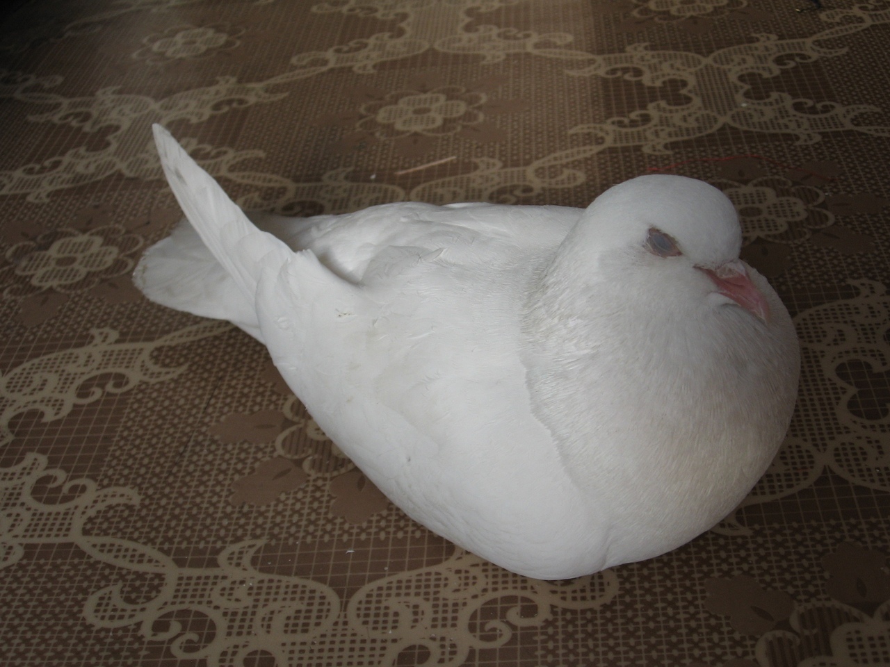 Dead wedding pigeons are found on the Tula embankment - Birds, Tula, Tulskaya Embankment, Ukrainian Insurgent Army, Biology, Animals, Wedding, Longpost