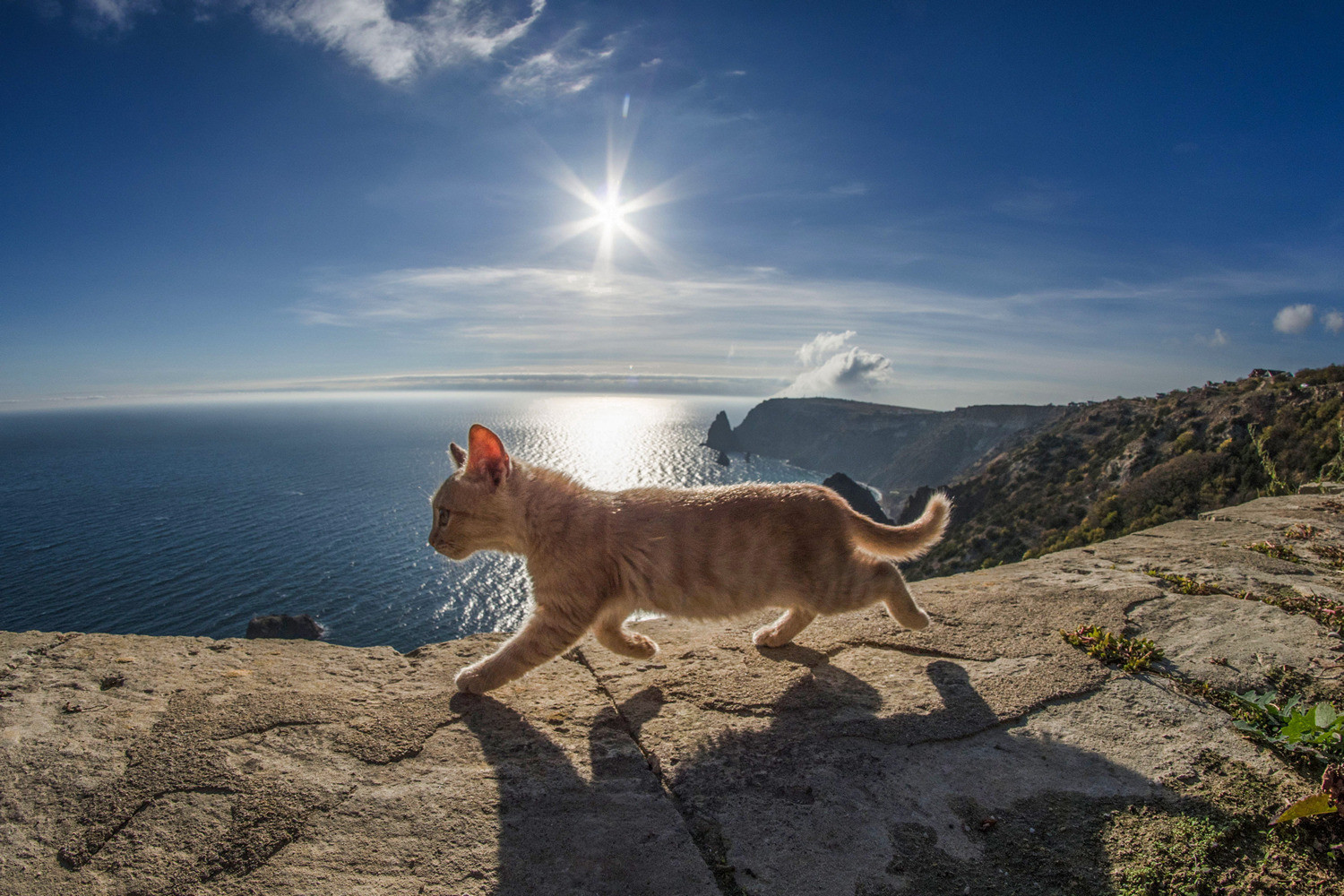 By their own business - cat, Kittens, Sea, Black Sea