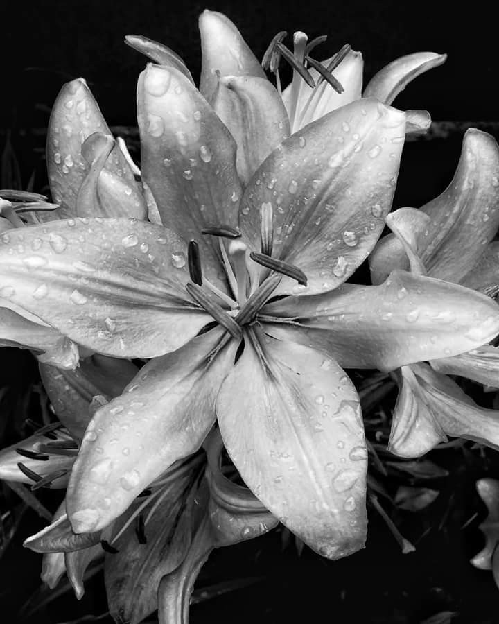 After the rain - My, My, Beginning photographer, Nature, Flowers, Lily, The photo, Photo on sneaker