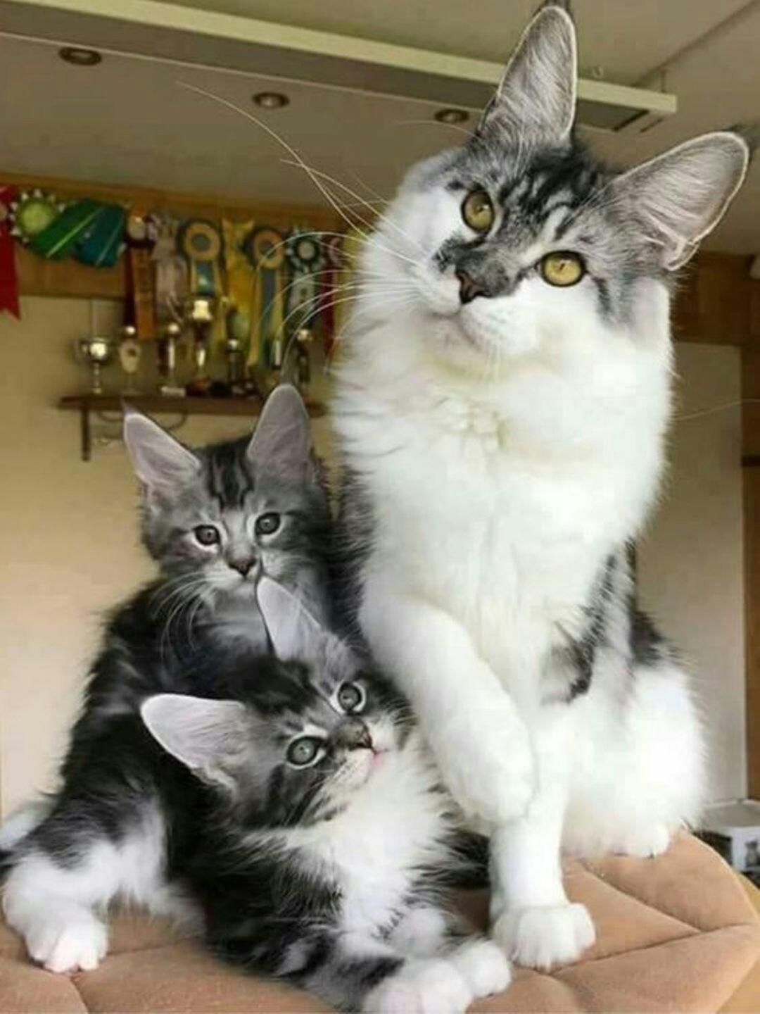 fluffy family - cat, Motherhood