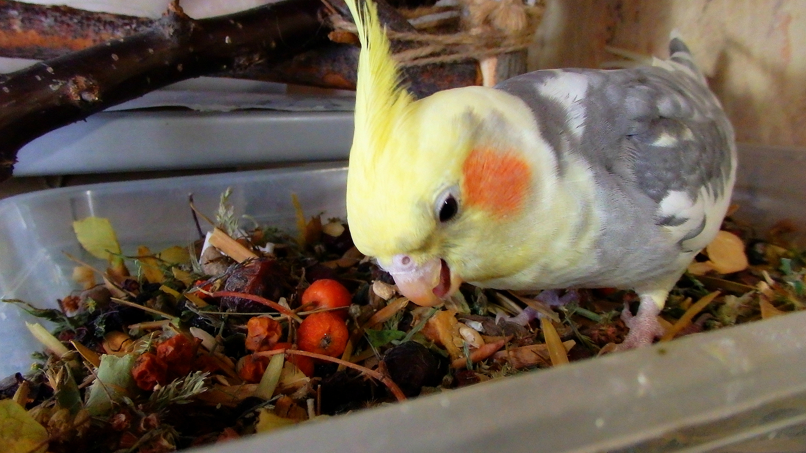 Koposhilka is our everything. - My, Birds, A parrot, Corella, , Trough, Nutrition, Longpost