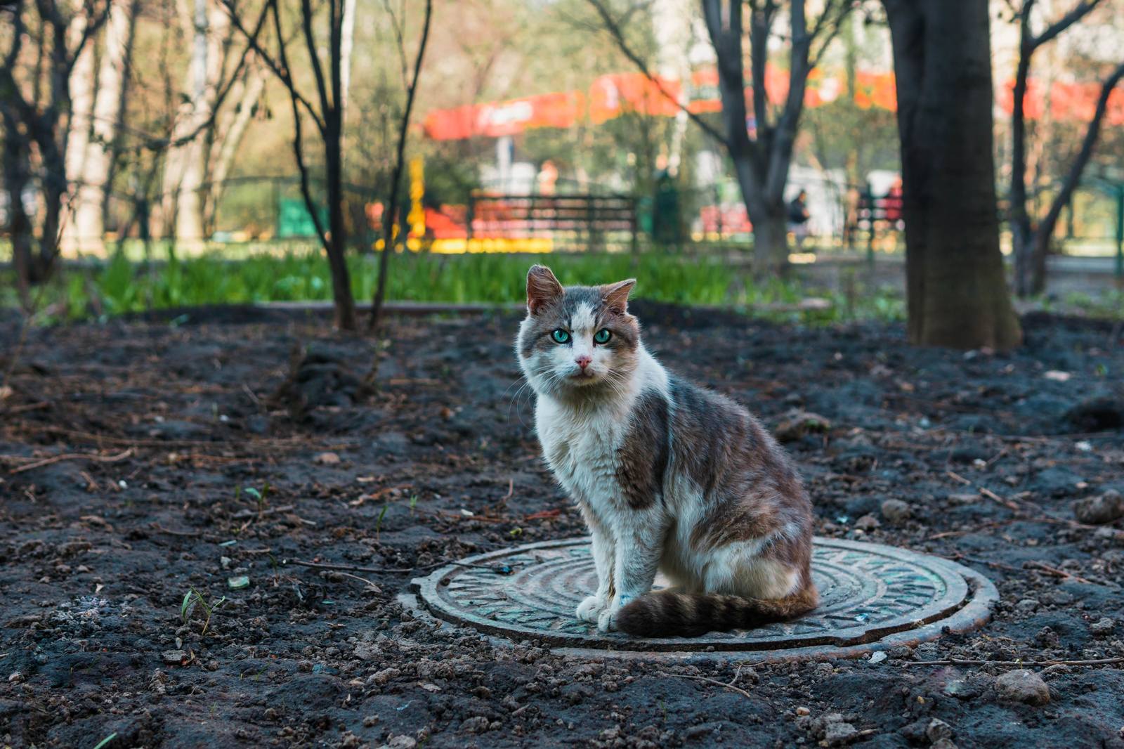 Кот из твоего двора - Моё, Кот, Дворняга, Двор, Фотография, Город, Животные, Улица, Глаза, Длиннопост