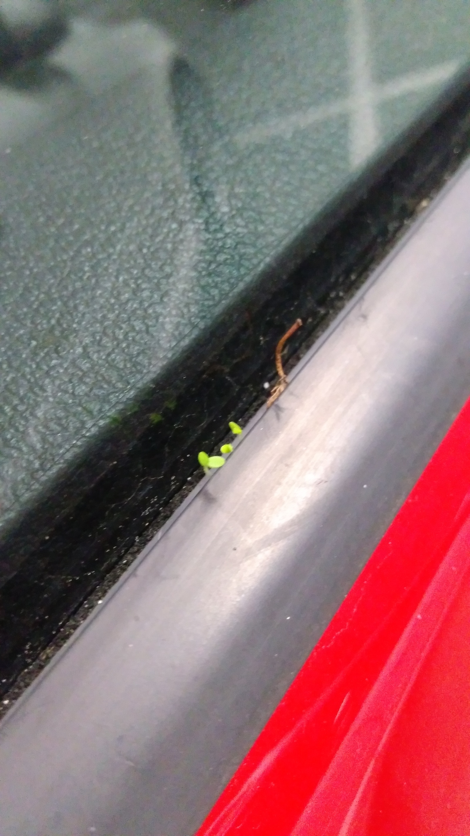 Sprouted - Plants, Car, Longpost