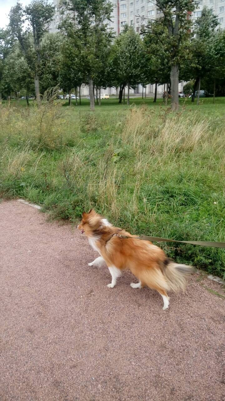 From the sheltyaki the day will become brighter) - , Sheltie, Dog, The photo, Video, Longpost