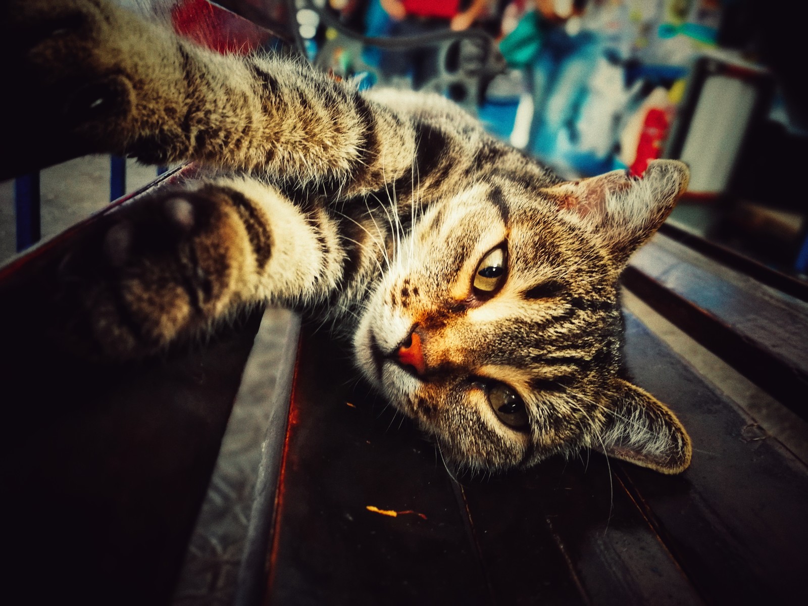 Crimean cat - My, cat, Catomafia, The photo, Photo on sneaker, Positive