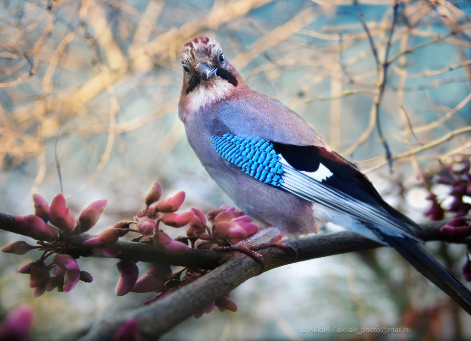 Jay - My, Jay, Birds, The photo, Nature, beauty, Photomanipulation