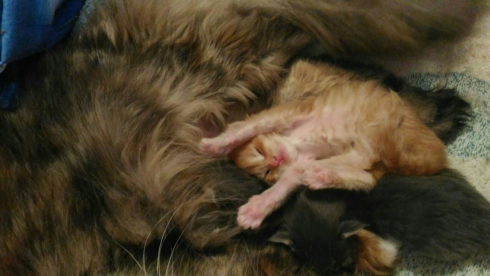 Она была самой маленькой и слабенькой...а стала самой любимой! - Моё, Кот, Мейн-кун, Длиннопост, Любовь, Котики цветы жизни