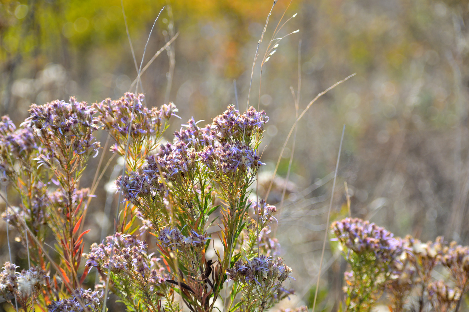 Steppe walk - My, Steppe, Grass, Flowers, Autumn, The photo