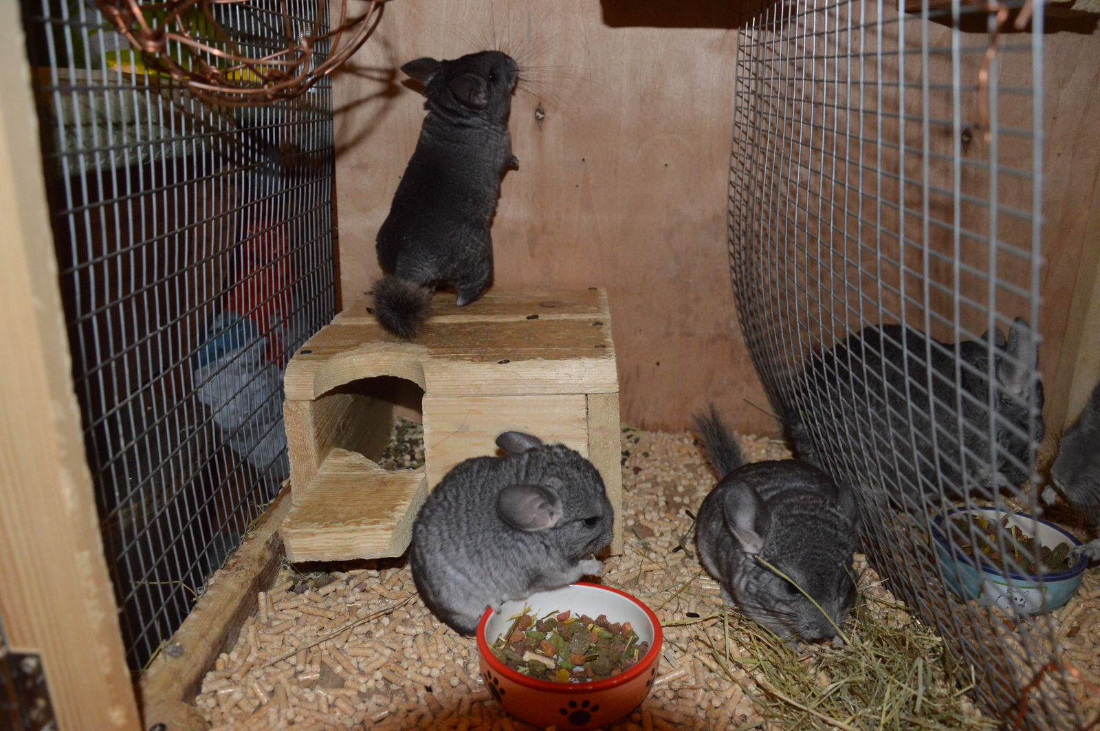 Chinchillas in good hands - No rating, Chinchilla, In good hands, Lyubertsy, Moscow, Pets, Longpost