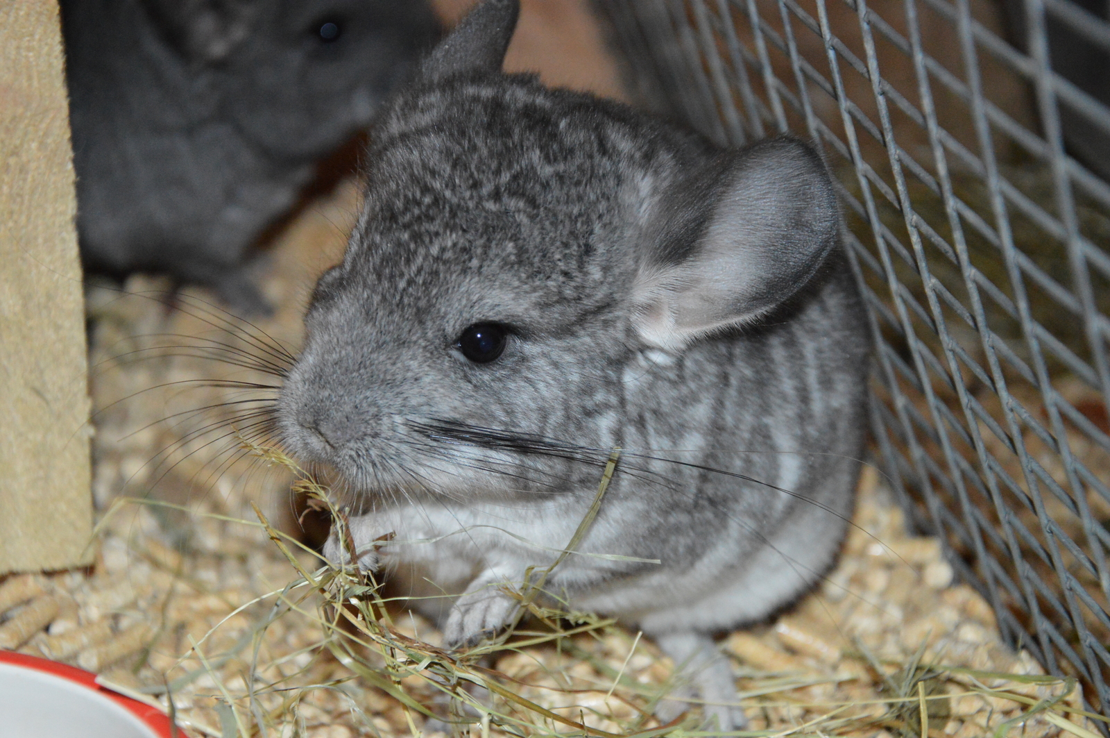 Chinchillas in good hands - No rating, Chinchilla, In good hands, Lyubertsy, Moscow, Pets, Longpost