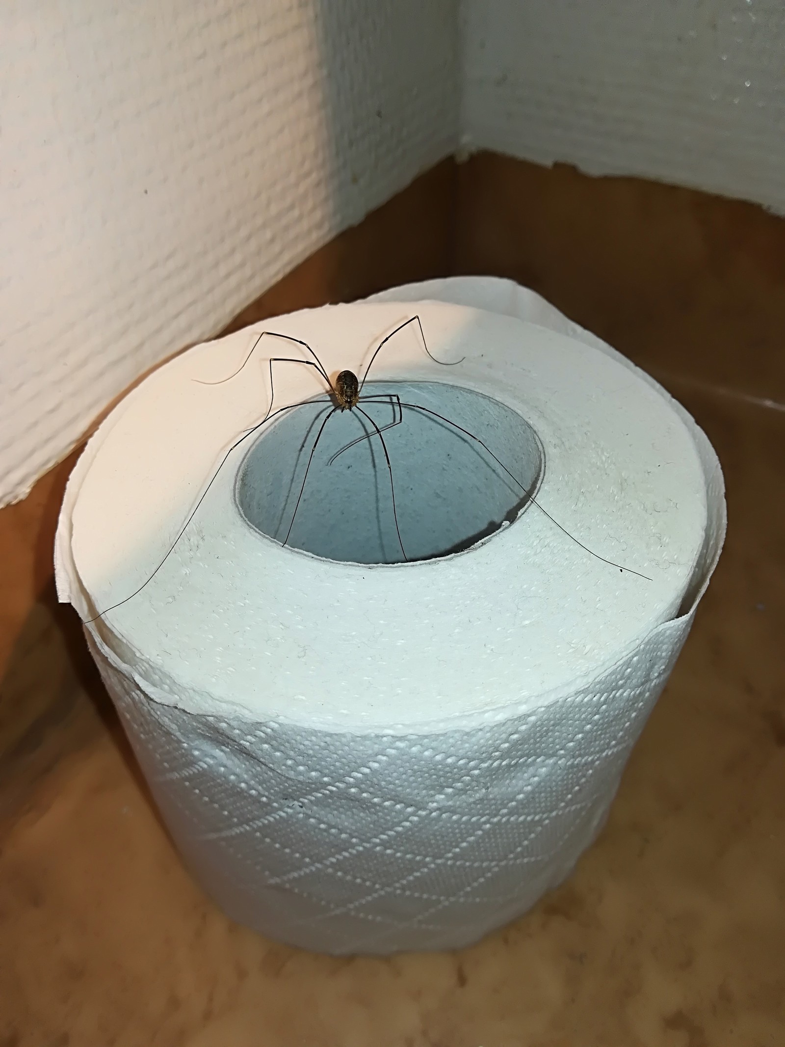 Спайдер туалет. Паук на туалетной бумаге. Вотка туалкт в пауках домашних.