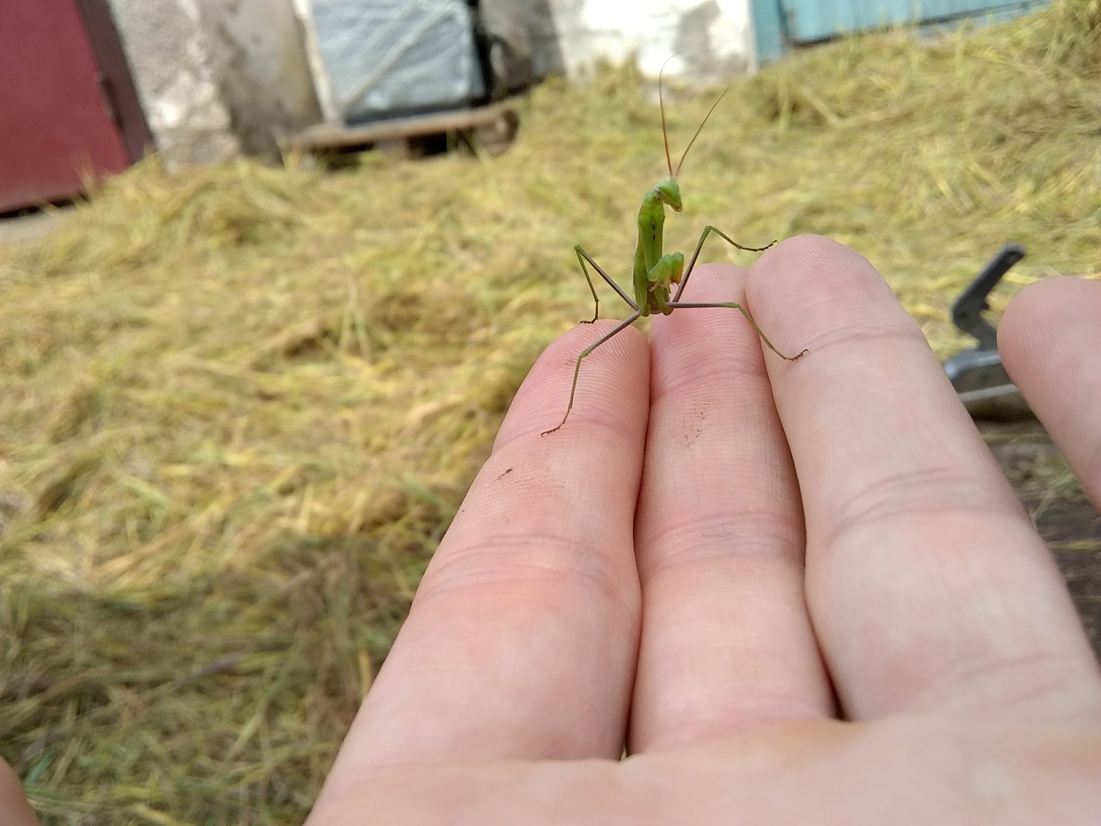 Mantis - My, Mantis, My, Pet, Longpost, Pets