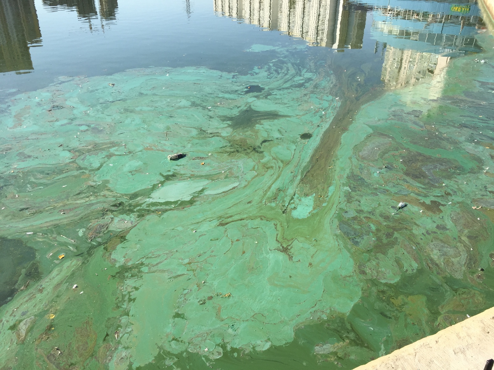 Oh pond, oh paint. - My, Pond, Protection of Nature, Moscow, Longpost